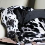 thundershirt